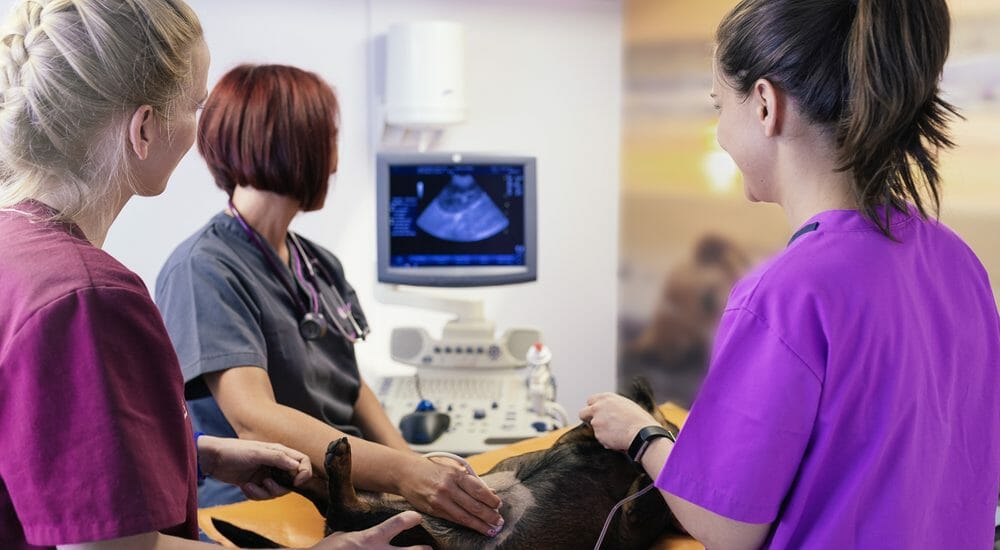 Ultrasound Central Island Veterinary Emergency Hospital